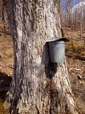 tapped tree